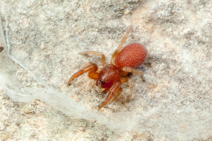 Palpimanus punctatus